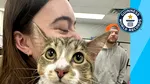 Record mondial pentru o pisică adorabilă. Are 28 de degete și a devenit vedetă pe internet