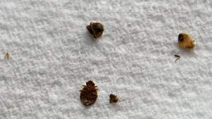 Primul studiu genetic efectuat pe ploşniţe, publicat în SUA