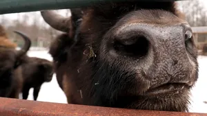 (VIDEO) Imagini captivante cu zimbri, realizate de un politician 