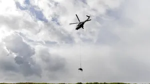 Un elveţian a schimbat expresia “când o zbura porcul” cu una mai potrivită şi anume: “când o zbura vaca”. Omul a coborât animalul rănit de pe munte cu un elicopter