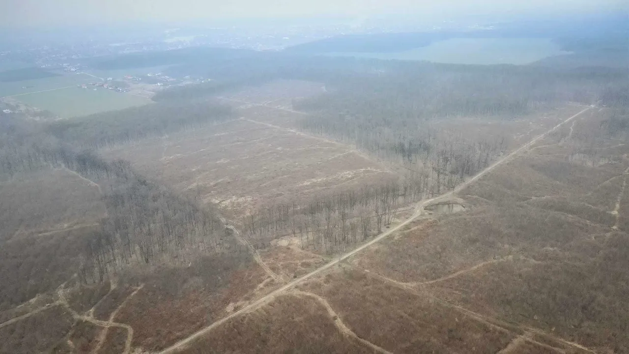 Pădurile din zona Ilfov arată ca după bombardament. Imaginile din dronă arată realitatea crudă şi pun presiune pe Ciolacu