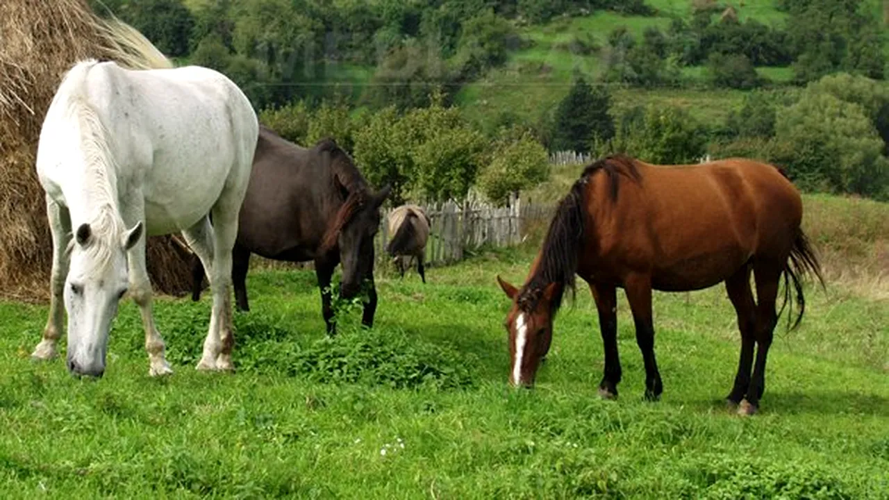Cruzime fără margini: Un bărbat a ucis doi cai cu toporul, din gelozie