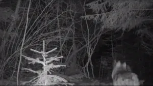 Doi lupi, filmaţi în sălbăticie - VIDEO