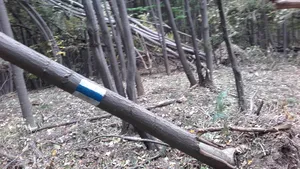 Sute de arbori au fost doborâţi de vânt, blocând porţiuni din traseele montane din Munţii Zărand | FOTO