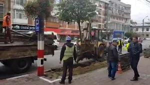 VIEDO| Copaci scoşi din rădăcini în centrul oraşului Târgu-Jiu, pentru a se face parcări. Explicaţia Primăriei