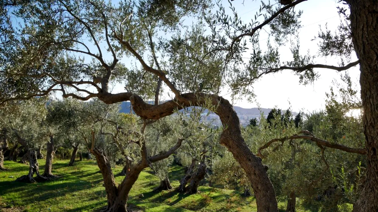 Descoperire îngrijorătoare în Italia: bacteria care a devastat măslinii din Puglia, depistată într-o nouă zonă