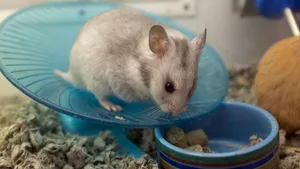 Video. Eficienţa măştilor împotriva noului coronavirus a fost demonstrată ştiinţific