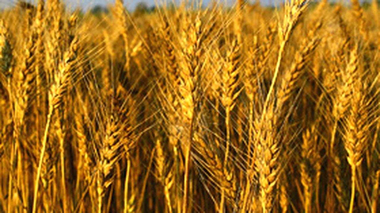 Producţia de grâu a României ar putea atinge maximul ultimilor 3 ani
