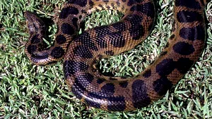 O anacondă de trei metri a provocat panică într-un sat din Kazakhstan