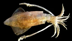 Creierul calmarului este la fel de complex precum cel al câinelui. Cum spune animalul „te iubesc”