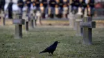 Nature Communications: Corbii percep trecerea timpului