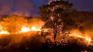Incendiile de vegetaţie din Brazilia afectează o regiune cunoscută pentru speciile de animale protejate. Pompierii se luptă să facă faţă flăcărilor