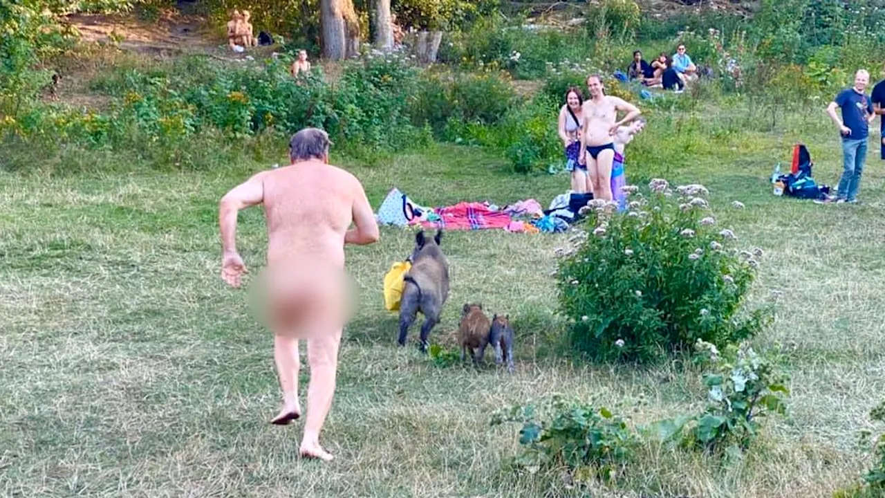 FOTO Când un mistreţ îţi fură laptopul, fugi după el chiar dacă eşti în costumul lui Adam. A păţit-o un nudist
