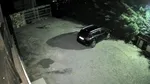Cățelușa mătușii lui Costin Ștucan, atacată de un lup: „N-am văzut în viața mea așa ceva”