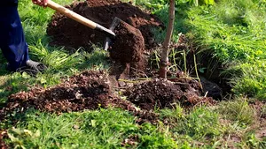 Acţiune de voluntariat de amploare la Galaţi: 25.000 de puieţi plantaţi într-o zonă predispusă alunecărilor de teren şi inundaţiilor | GALERIE FOTO, VIDEO