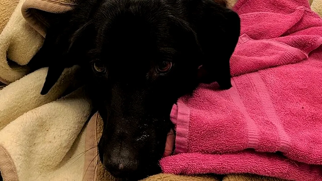 Un câine a fost la un pas să moară după ce a înghiţit peste 30 de decoraţiuni de Crăciun