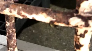 FOTO VIDEO Sute de kilograme de peşte de calitate îndoielnică, găsite de OPC într-o cherhana din Vama Veche