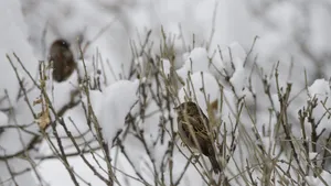Informare de ninsori şi viscol la munte. Ploi, vânt puternic şi polei în restul regiunilor
