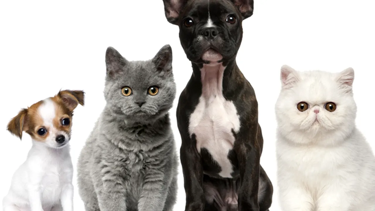 STUDIU: Beneficiile animalelor de companie asupra copiilor