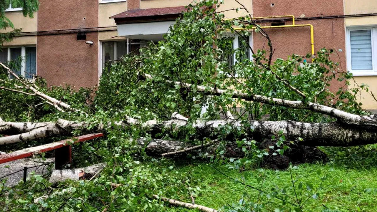 Furtună la Odorheiu Secuiesc. Un panou publicitar a căzut peste un om, 12 copaci s-au rupt