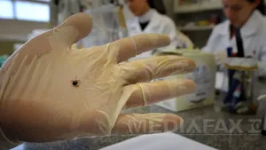 Treizeci de persoane diagnosticate cu boala Lyme, internate de la începutul anului la Sibiu