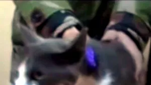 Pisică dresată să transporte droguri într-un penitenciar din Republica Moldova - VIDEO