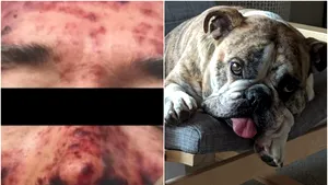 Sfârşit tragic. Un bărbat a murit în chinuri după ce a fost lins de câinele său. Infecţia rară descoperită de medici