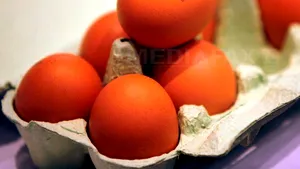 SCANDALUL ouălor contaminate cu insecticid. Olanda va testa carnea de pasăre de la fermele afectate/ UE acuză Belgia că a întârziat cu aproximativ o lună să notifice în privinţa loturilor cu ouă contaminate