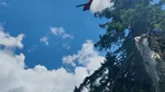Incendiul din zona Berevoiul Mare a fost lichidat după trei zile de intervenție