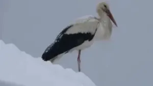 VIDEO S-a grăbit să revină în România. O barză a fost surprinsă de ninsoare în Bucegi