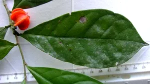 O plantă amazoniană misterioasă a primit un nume după o aşteptare de 50 de ani