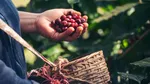Cafea de specialitate single origin. Ce înseamnă și de ce e specială (P)