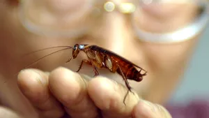 Gândaci şi alimente expirate găsite în bucătăria unui hotel de cinci stele din centrul Braşovului