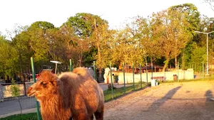 Noua vedetă a Grădinii Zoologice Oradea: Un pui de cămilă cu două cocoaşe/ Cum a ajuns în România | FOTO