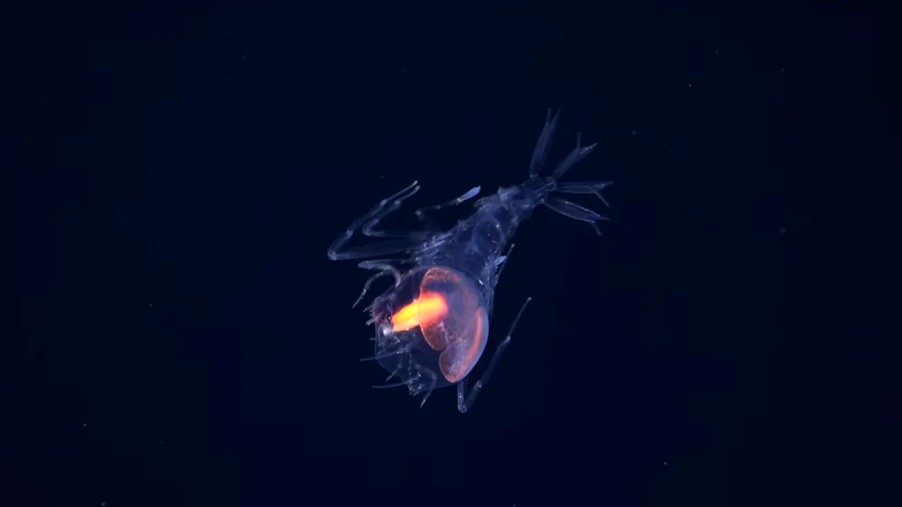 31 de noi specii marine au fost descoperite într-o zonă puțin explorată a Atlanticului