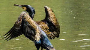 Senatul a adoptat legea care permite vânătoarea de cormorani. Perioada în care pot fi vânate păsările