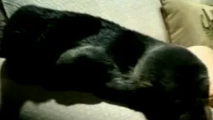 Foca de pe canapea. Cum a ajuns animalul în sufrageria unei case şi care a fost reacţia proprietarei - VIDEO