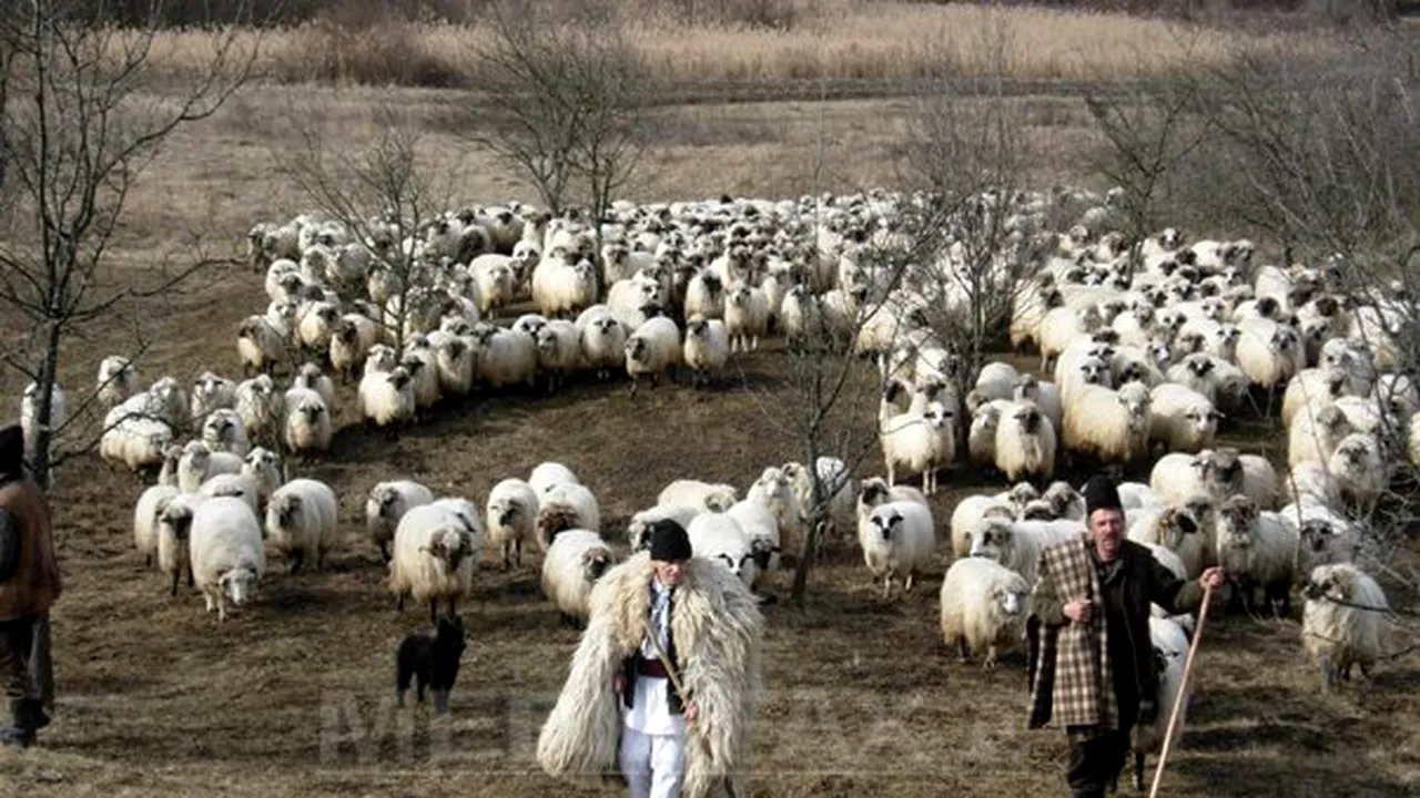 Cioban reţinut după ce ar fi tăiat cu un topor coada unui câine