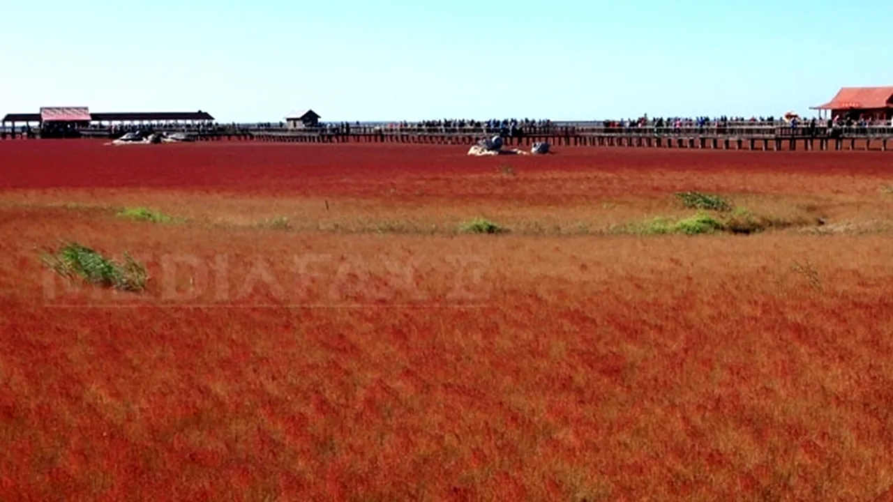 Plaja roşie: Imagini spectaculoase din nord-estul Chinei - FOTO