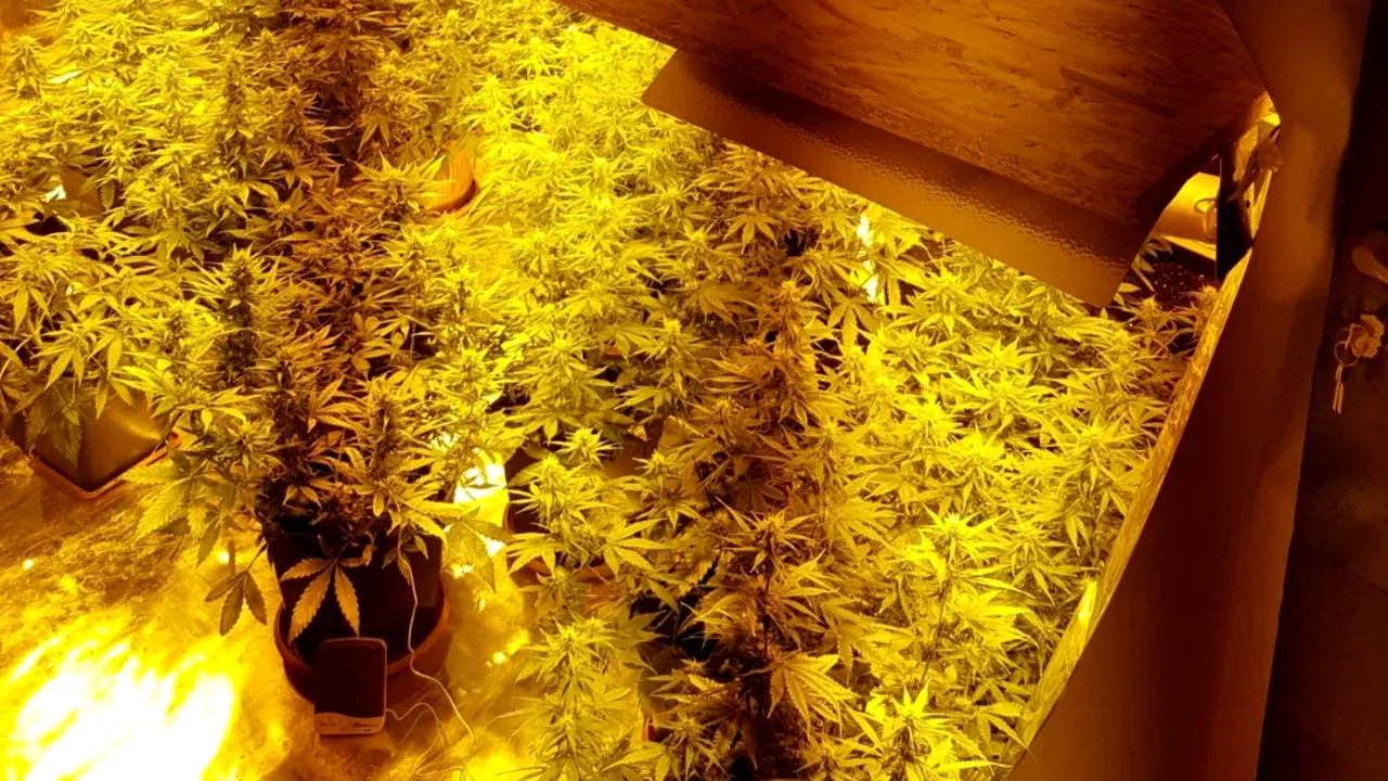 Poliţiştii bucureşteni au descoperit mai multe plantaţii indoor de cannabis
