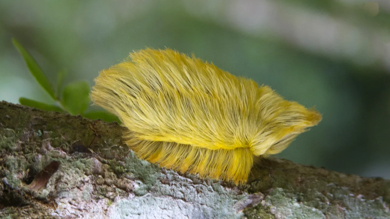 Omizi otrăvitoare invadează casele din SUA. Ce păţesc cei care intră în contact cu perii insectei „blănoase”