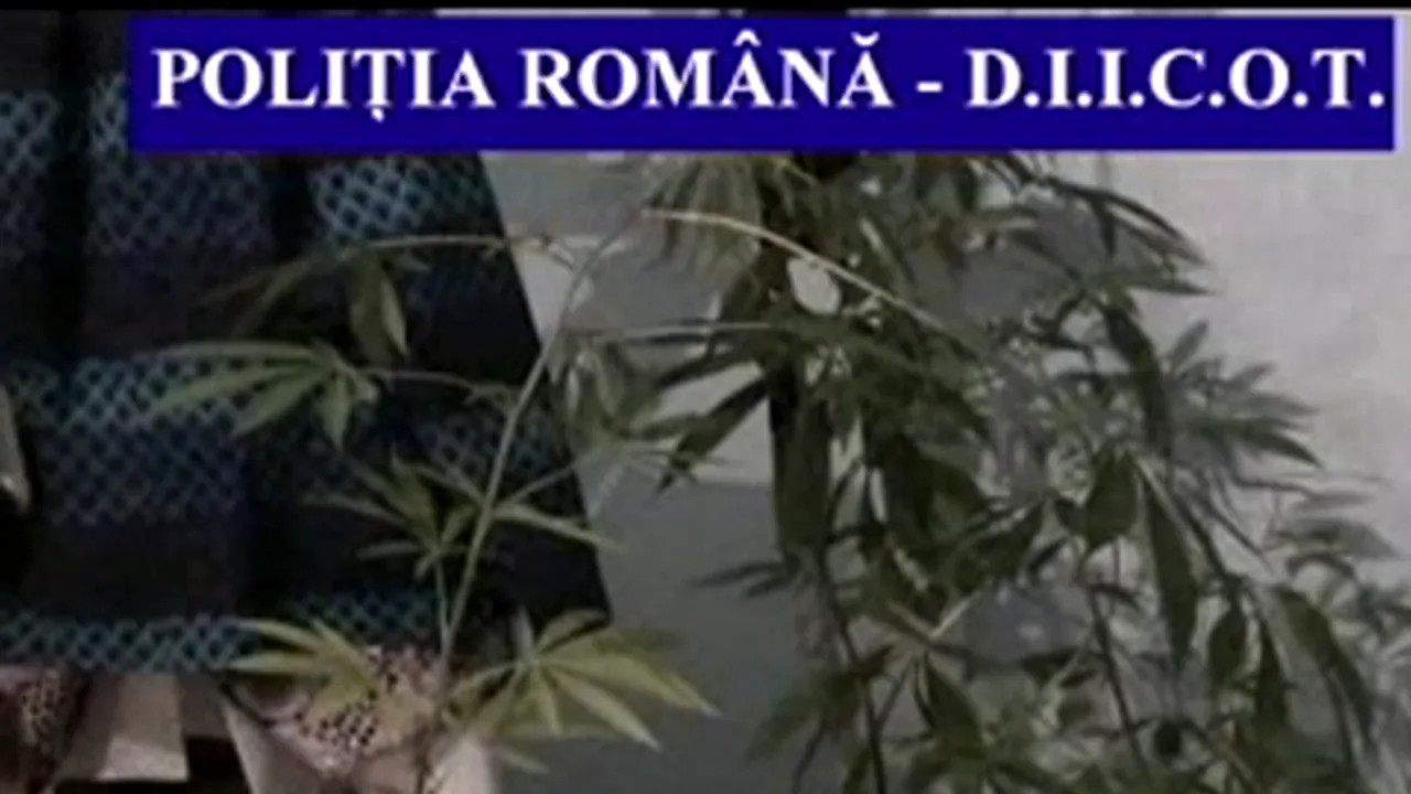 Şapte persoane acuzate de cultivare şi distribuire de droguri, audiate la DIICOT Caraş-Severin - VIDEO