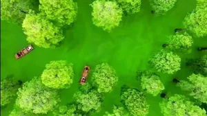 FOTO VIDEO Plimbare prin pădurea plutitoare: un loc unic în lume