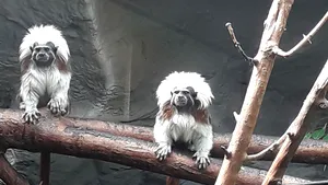 Pui de tamarin cu creastă, specie de maimuţe pe cale de dispariţie, născut la Zoo Oradea - GALERIE FOTO