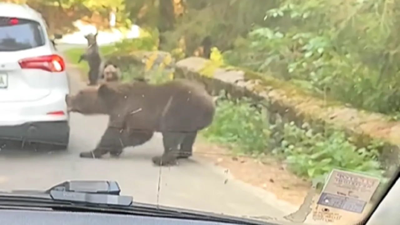 O ursoaică a atacat o mașină pe Transfăgărășan și i-a smuls bara din spate