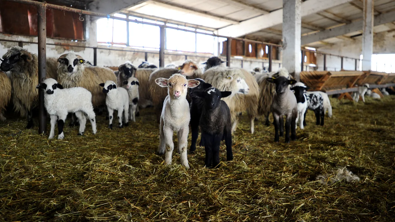 Un bărbat din judeţul Dolj a murit înjunghiat la sacrificarea unui miel