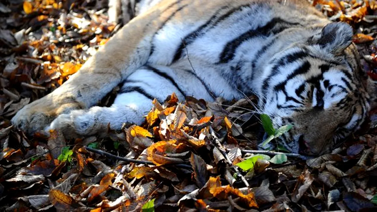 Un tigru a fugit de la Grădina Zoologică din Sibiu şi a ajuns într-un cartier de locuinţe. Animalul a fost împuşcat - FOTO