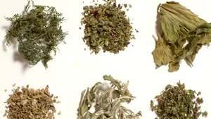 Etnobotanice de un milion lei, confiscate de la magazinele de vise