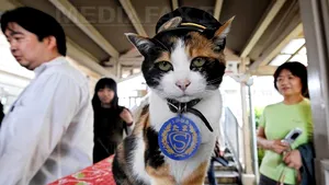 O pisică japoneză celebră, care deţinea titlul de 