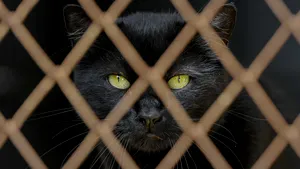 Ziua pisicilor negre, sărbătorită la Muzeul Antipa